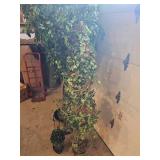 8 Foot Silk Fig Tree & Siblings