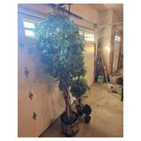 8 Foot Silk Fig Tree & Siblings