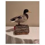 Mallard Duck Taxidermy Mount on Bark Base