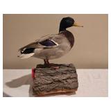 Mallard Duck Taxidermy Mount on Bark Base
