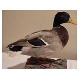 Mallard Duck Taxidermy Mount on Bark Base