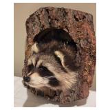 Raccoon Taxidermy Log Mount