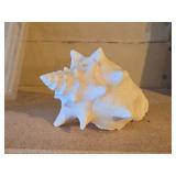 Decorative Conch Shell
