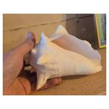 Decorative Conch Shell