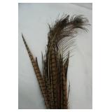 Pheasant Feathers; Peacock Feathers