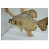 Mounted Crappie w/ Plaque. January 15, 2000. Norway Lake