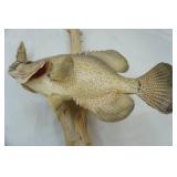 Mounted Crappie w/ Plaque. January 15, 2000. Norway Lake