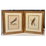 DR - Pair of Antique Hand-Colored Bird Engravings Montagu