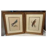 DR - Pair of Antique Hand-Colored Bird Engravings Montagu