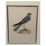 DR - Pair of Antique Hand-Colored Bird Engravings Montagu