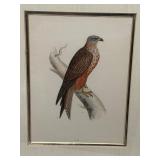 DR - Pair of Antique Hand-Colored Bird Engravings Montagu