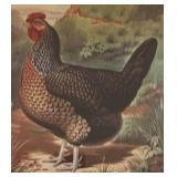 FR - "Dorking Hen" Print by JW Ludlow