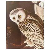 K - Audubon Birds of America Print Portfolio with Commentary by Roger Tory Peterson