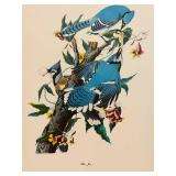 K - Audubon Birds of America Print Portfolio with Commentary by Roger Tory Peterson