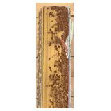 Renoir Framed Vintage Portrait "Marthe Berard" Print In Ornate Gilt Frame & COA