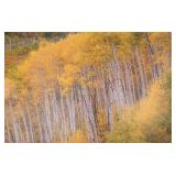 Framed Autumn Birch Forest Landscape Reproduction on Canvas Painting