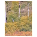 Framed Autumn Birch Forest Landscape Reproduction on Canvas Painting