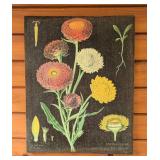 P - Vintage Botanical Canvas Print of Strawflowers