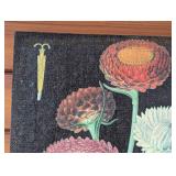 P - Vintage Botanical Canvas Print of Strawflowers