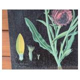 P - Vintage Botanical Canvas Print of Strawflowers