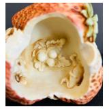 K - Harmony Kingdom Sweet as a Summer