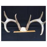 DEER ANTLERS