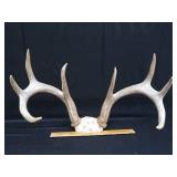 DEER ANTLERS