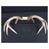 DEER ANTLERS
