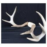 DEER ANTLERS