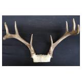 ANTLERS / WOODEN TROPHY