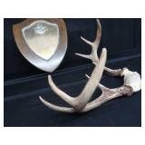 ANTLERS / WOODEN TROPHY