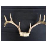 ANTLERS / WOODEN TROPHY