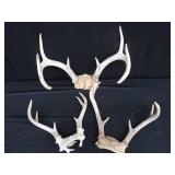 ANTLERS