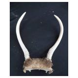 ANTLERS