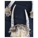ANTLERS