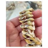 Collection of Shell Necklaces and Bracelets