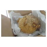 Puffer Fish