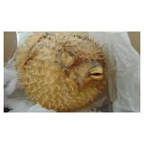 Puffer Fish