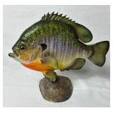 Collection of Prized Fish Mounts