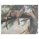 Rocky Mountain Lion (Framed)