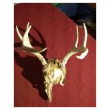 7-Point Deer Skull/Antlers