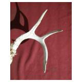 7-Point Deer Skull/Antlers