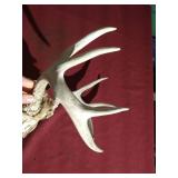7-Point Deer Skull/Antlers