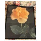 Framed Art Set featuring Carrot Illustration and Yellow Rose Photograph