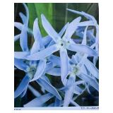 Framed Floral Art Print 