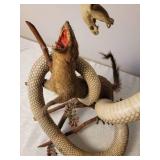 Taxidermy Mount Cobra vs. Mongoose, as