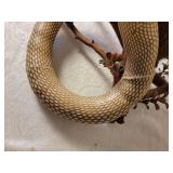 Taxidermy Mount Cobra vs. Mongoose, as