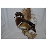 Wood Duck