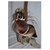 Wood Duck