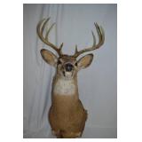 Deer Shoulder Mount
